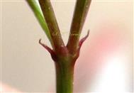 Bracts